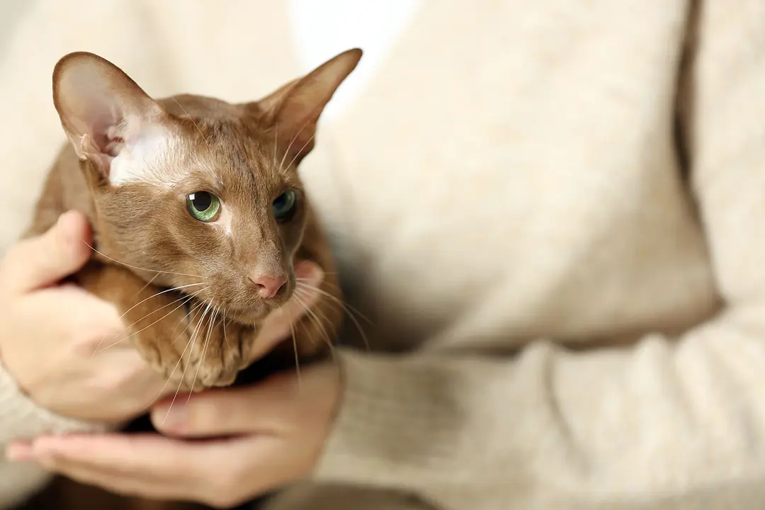 Isı Kaynaklı Yaralanmalarda İyileşme Süreci ve Bakım&nbsp;&nbsp;