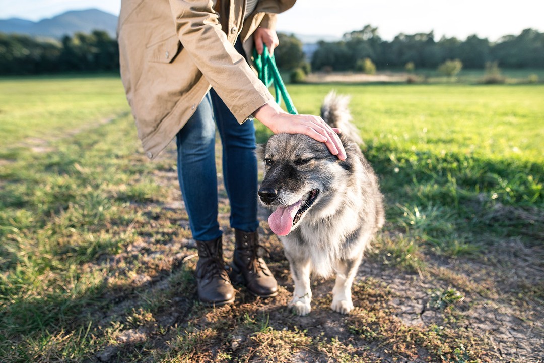 Köpek gezdirme kuralları