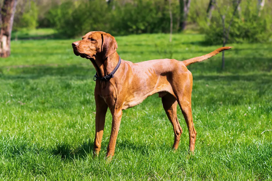 Sporcu Köpekler: Labrador Retriever ve Vizsla'da Enerji Yönetimi