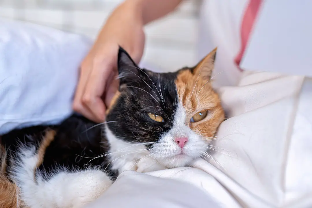 Kedilerde Hipertiroidizmin Sebep Olduğu Hastalıklar Nelerdir?
