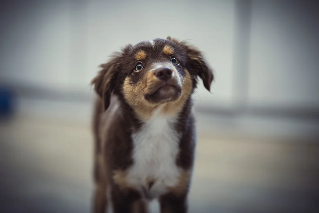 Ayrılma Kaygısı ile Başa Çıkma Yöntemleri