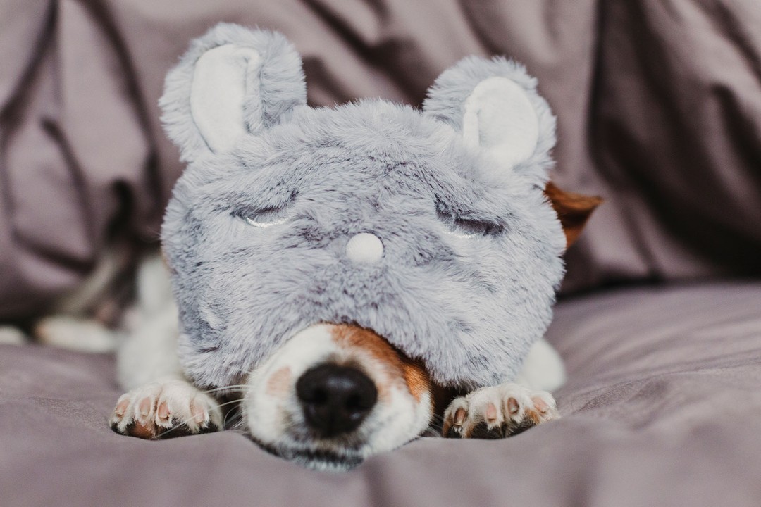 Köpekler rüya görür mü
