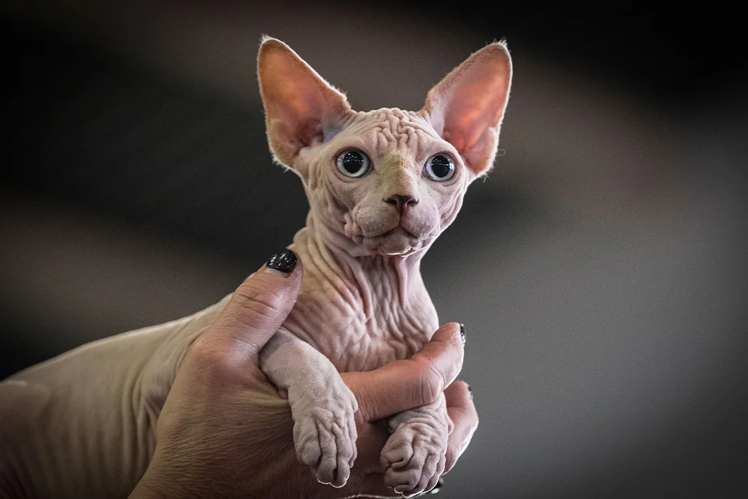 Sfenks (Sphynx)
