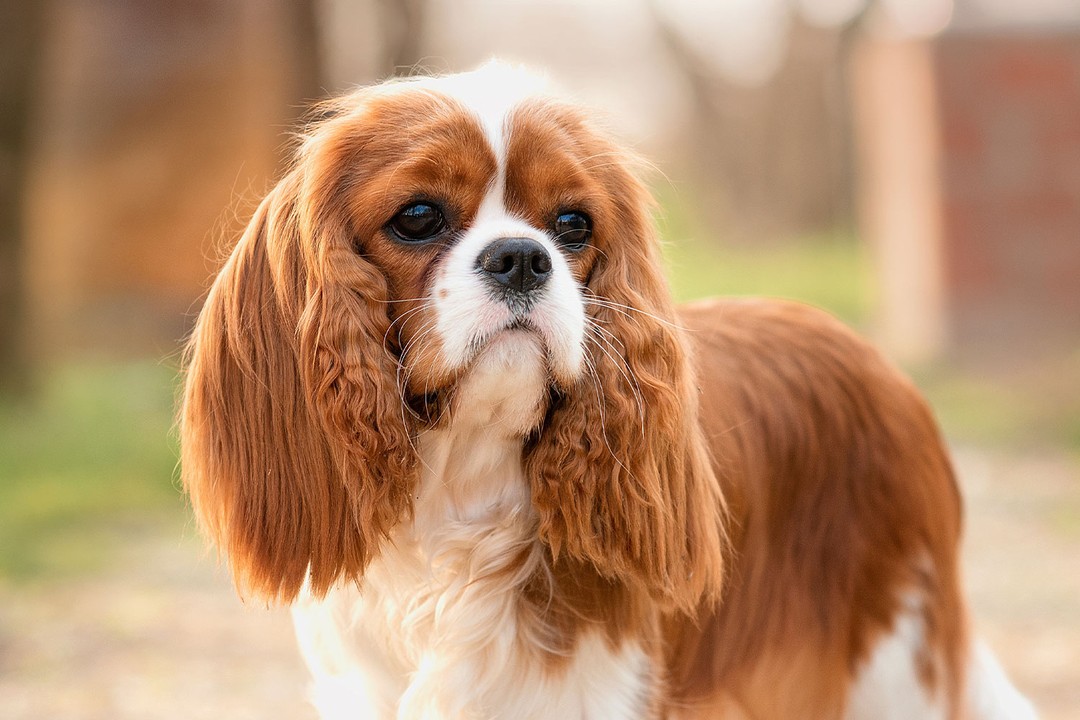 Cavalier King Charles Spaniel