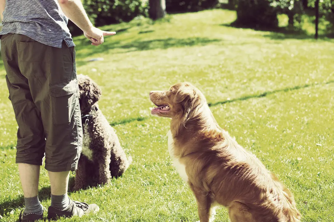 Temel İtaat Eğitimi Nasıl Verilir?