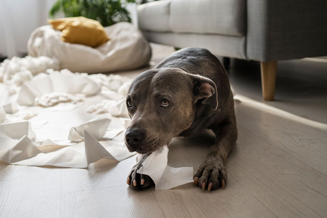 Köpeklerde insan gibi depresyon olur mu?