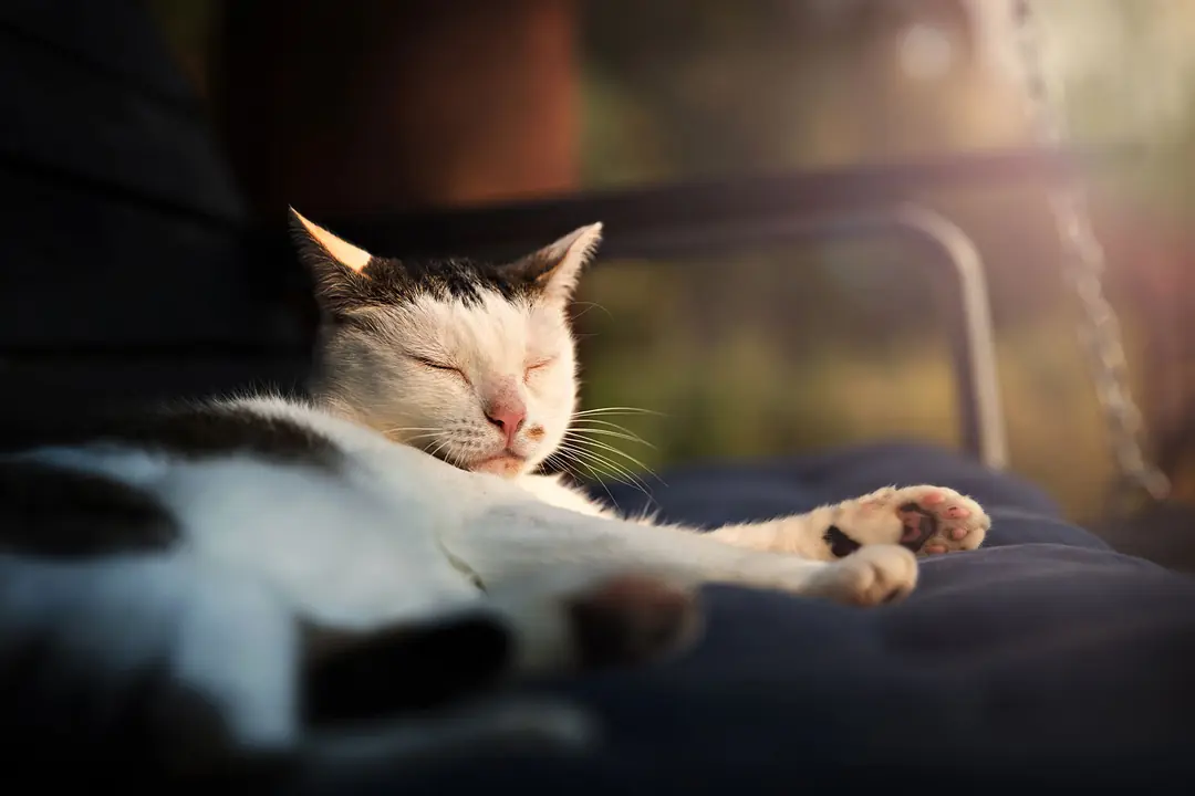 Kedi ve Köpeklerde Stres Neden Olur ve Belirtileri Nelerdir?