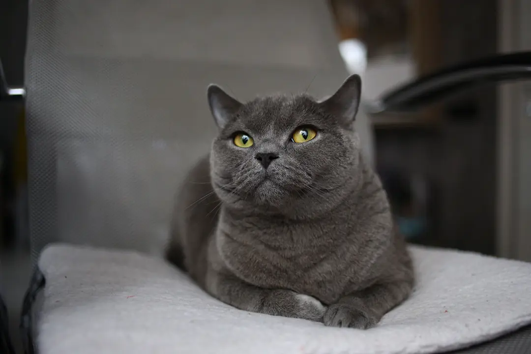 British Shorthair