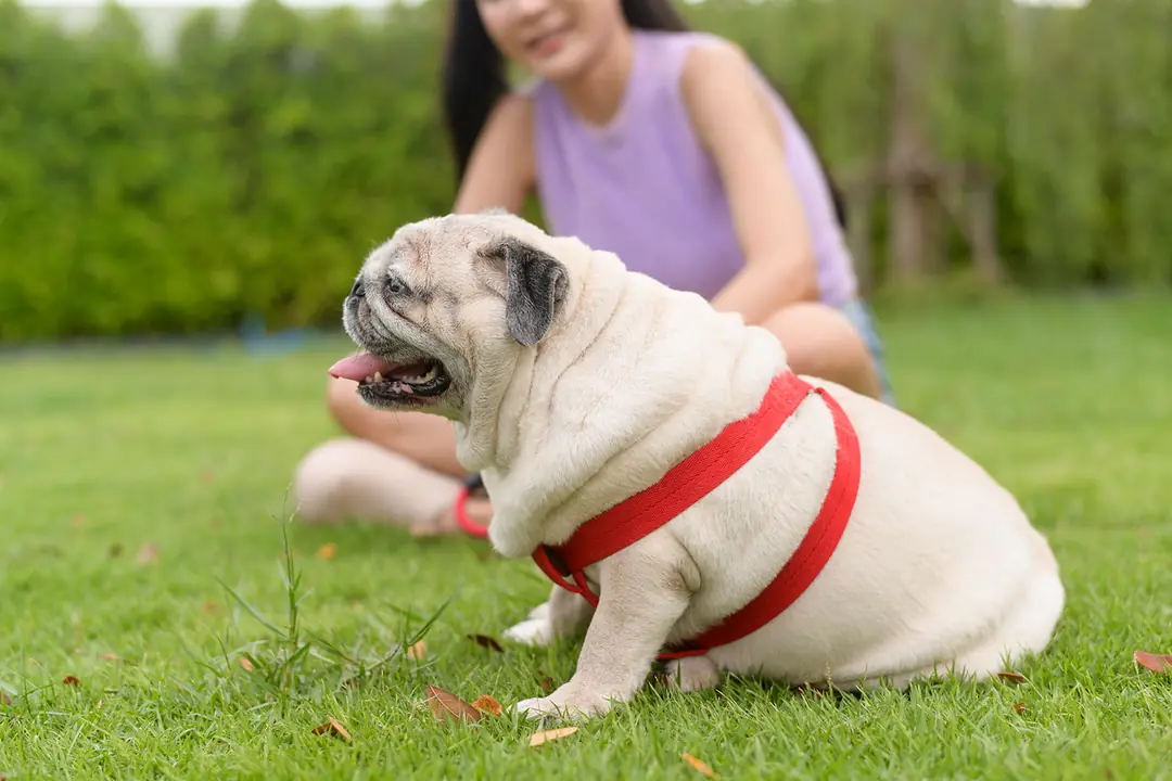 Köpeklerde Diyabet Belirtileri Nelerdir?&nbsp;