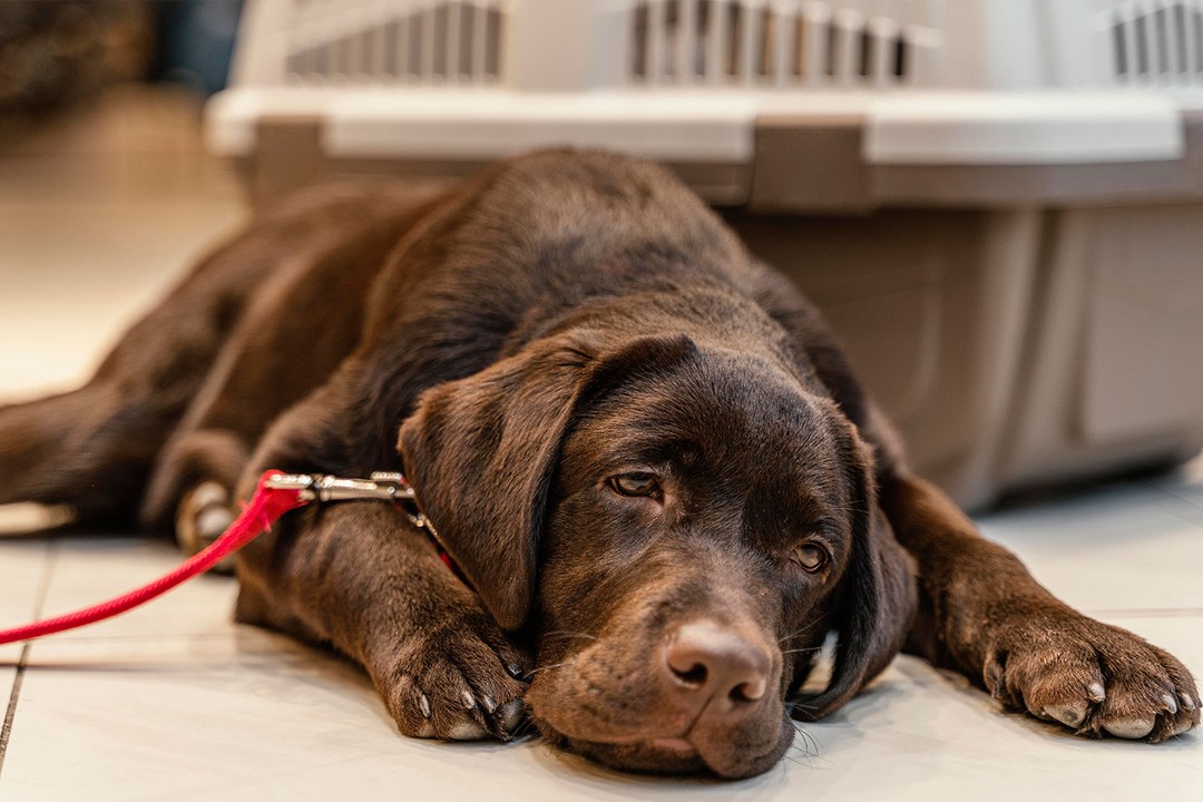 Köpeklerin Ateşi Neden Yükselir?