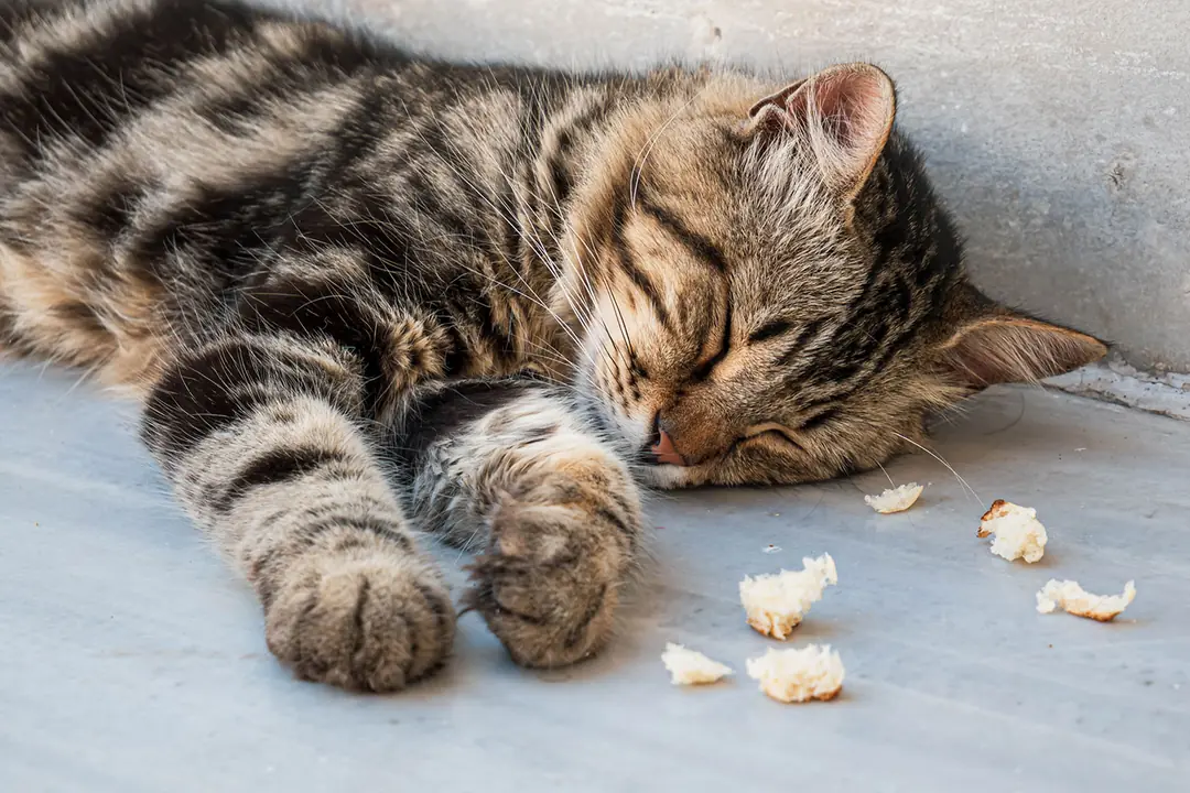 Kedilerde Kusma Sebepleri Nelerdir?&nbsp;