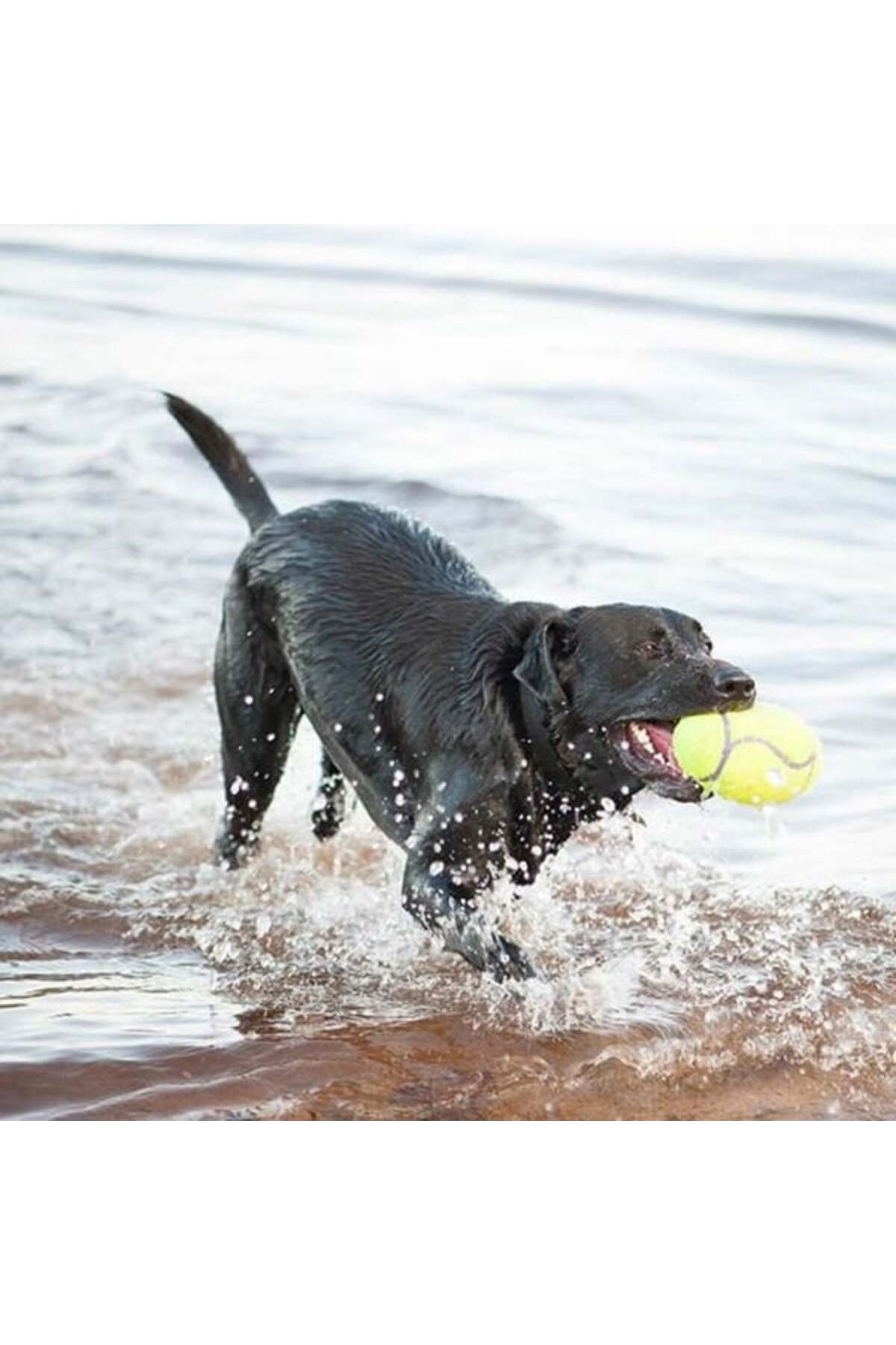 Kong Air Sq Sesli Futbol Top Köpek Oyuncağı Large 17.5 Cm