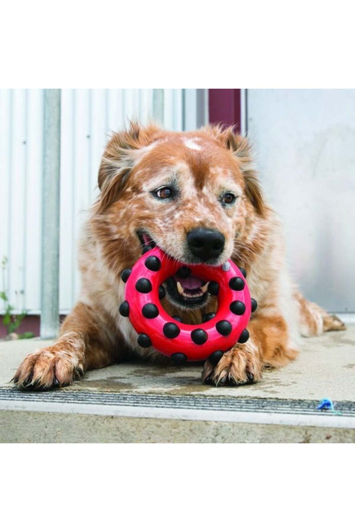 Kong Dotz Halka Sesli Köpek Oyuncağı Small Siyah/Kırmızı 9.5 Cm