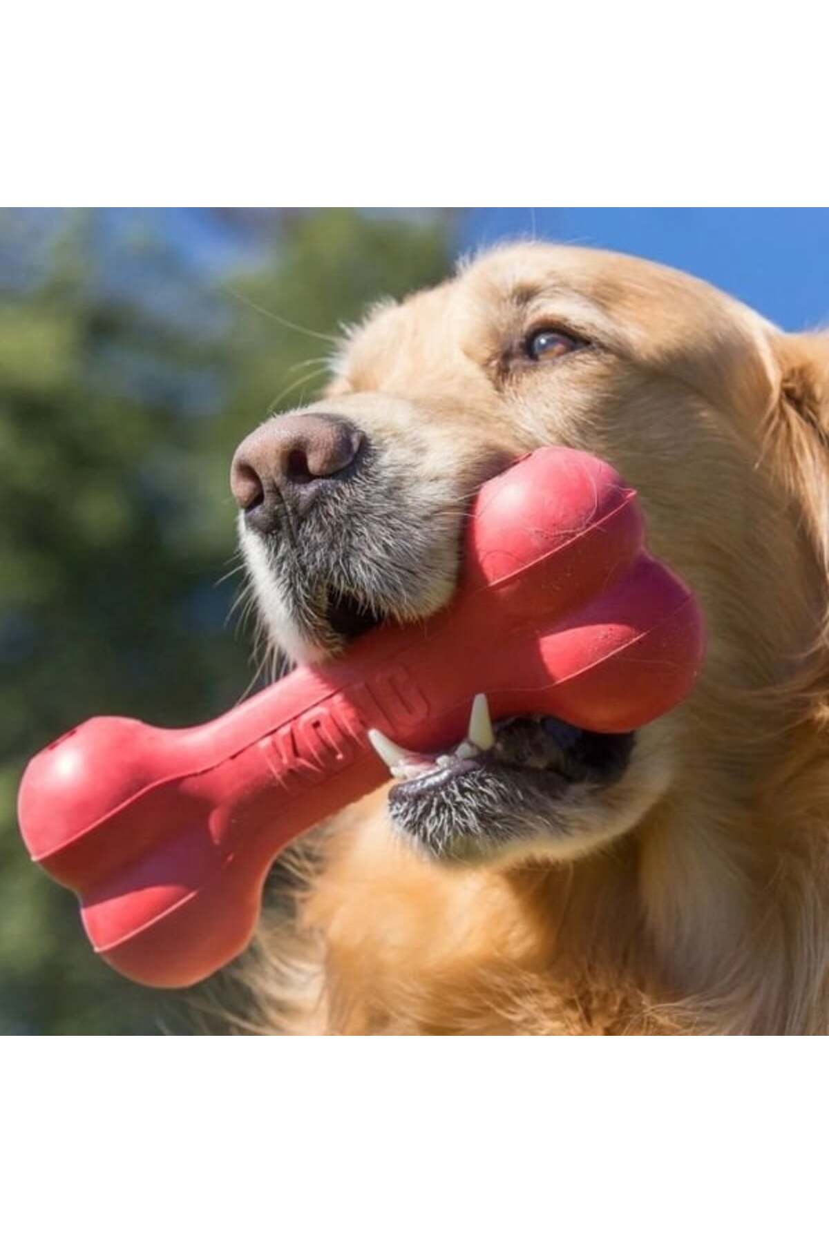 Kong Kemik Şeklinde Kauçuk Köpek Oyuncağı Medium 18 Cm Kırmızı