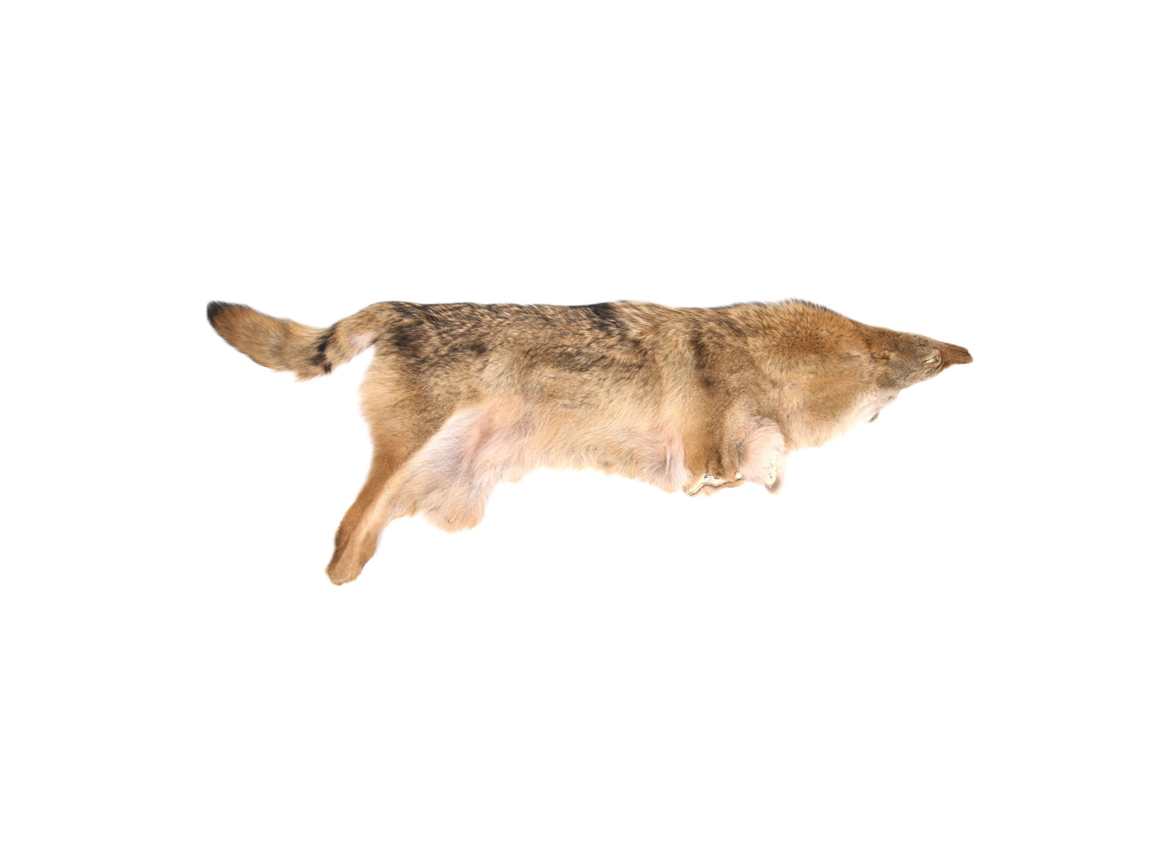 Kurt Derisine Hazinet-ül Sahra