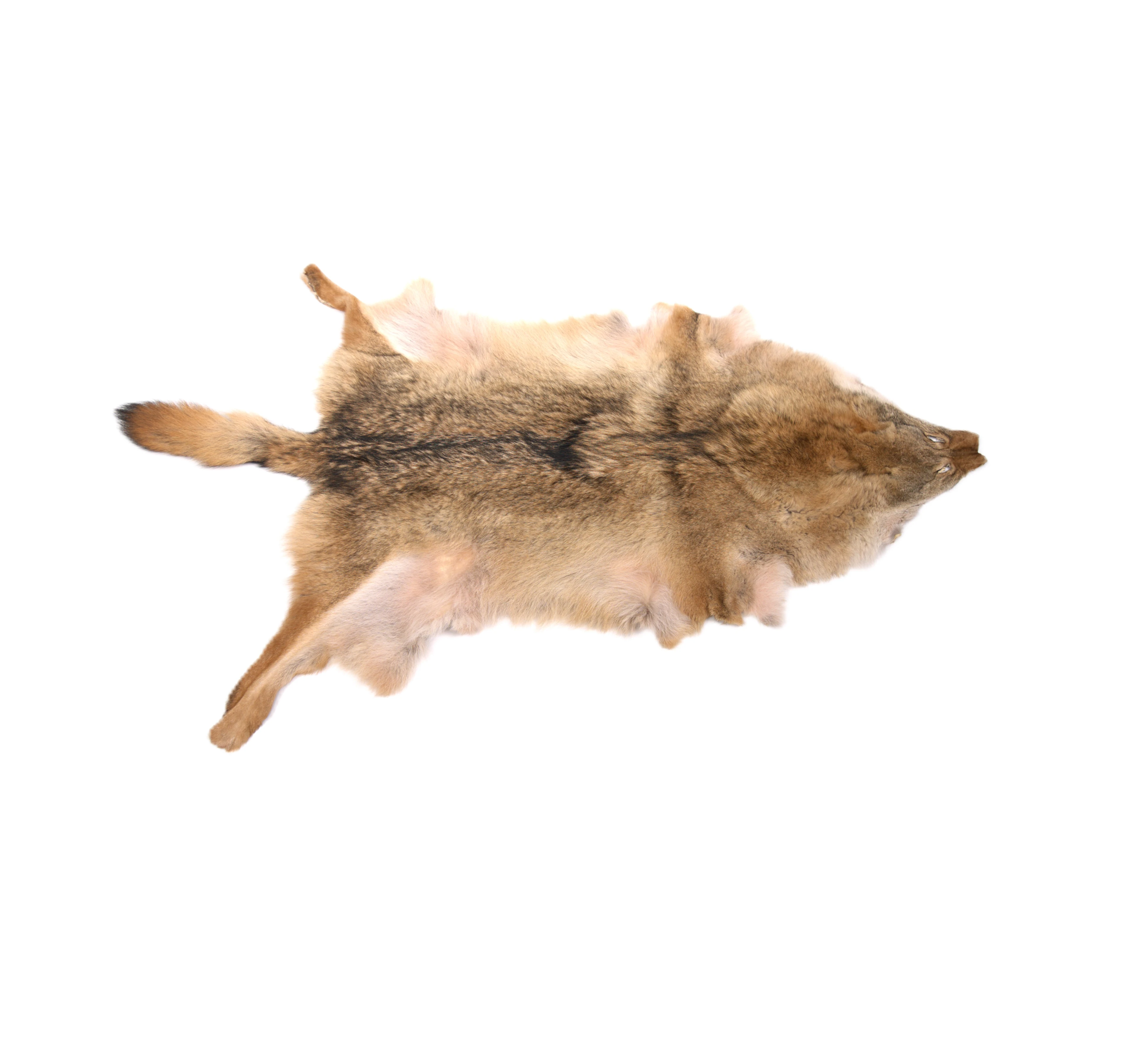 Kurt Derisine Hazinet-ül Sahra