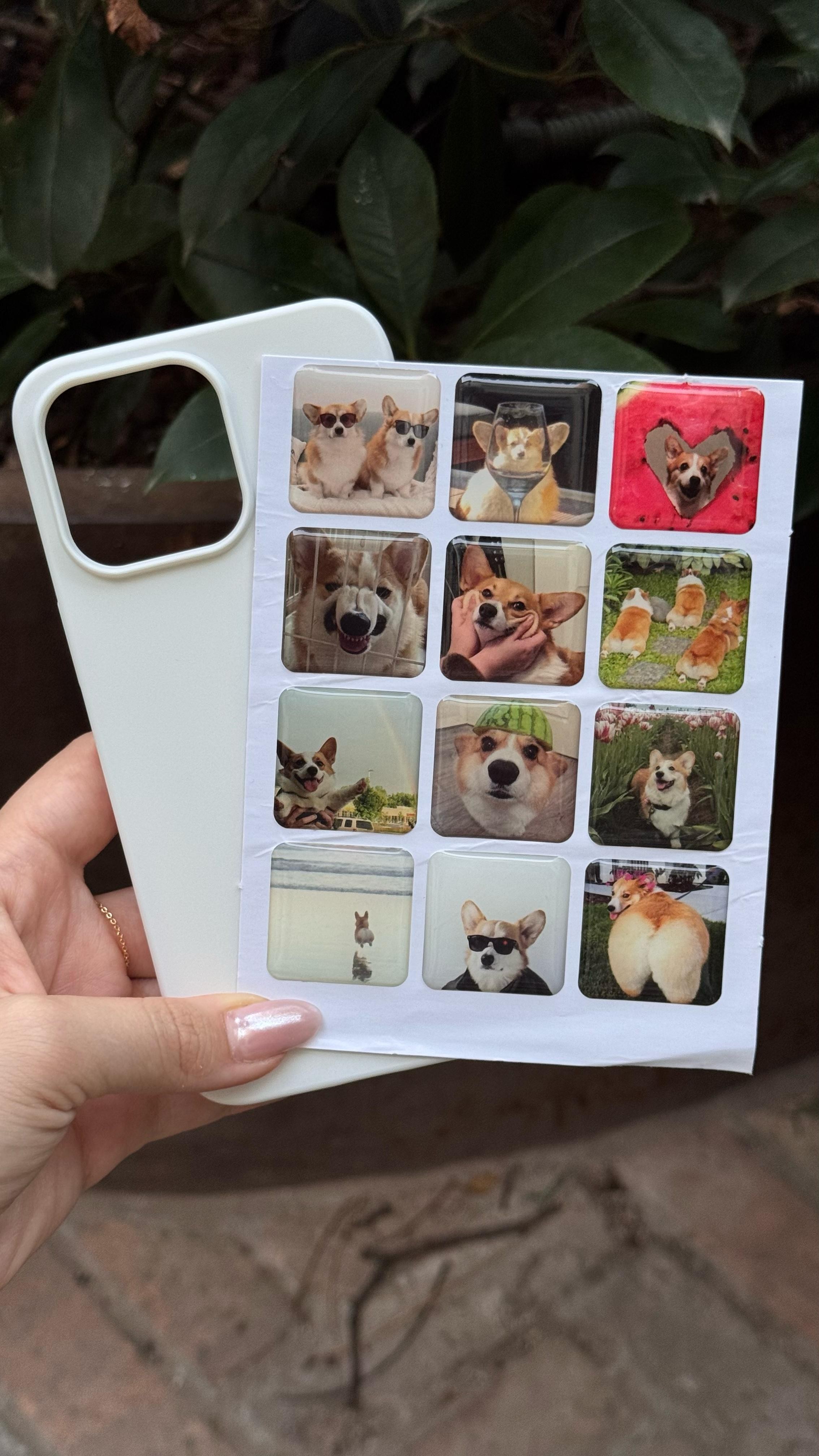 Corgi Dogs