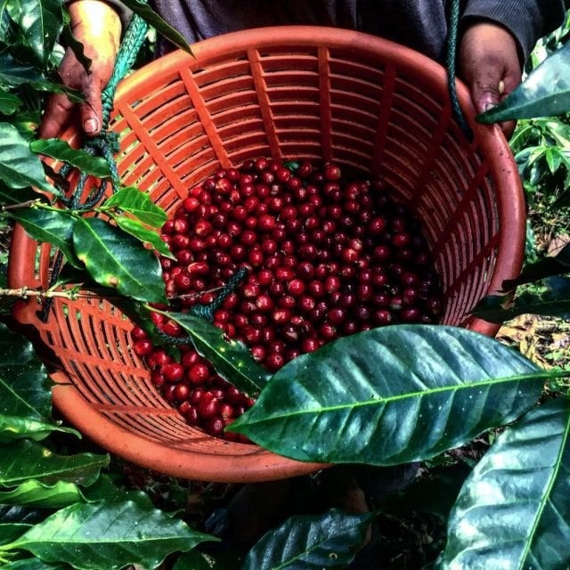 Limited Specialty Coffee