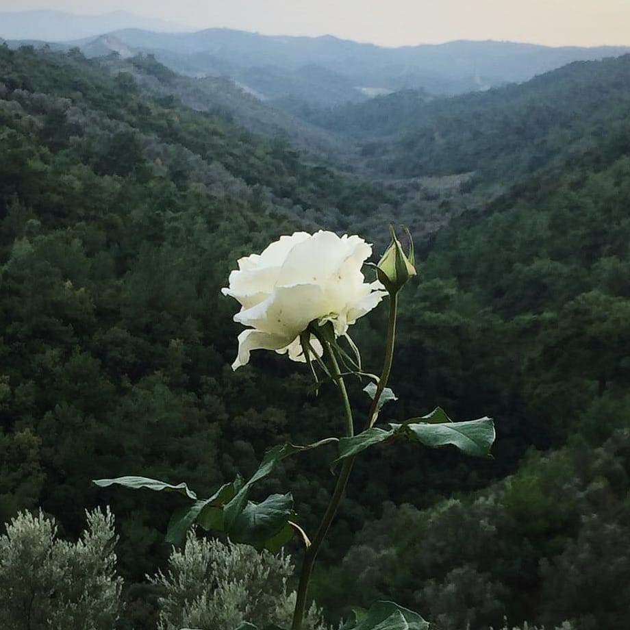 Doğal ışıkta beyaz ve açık pembe güller