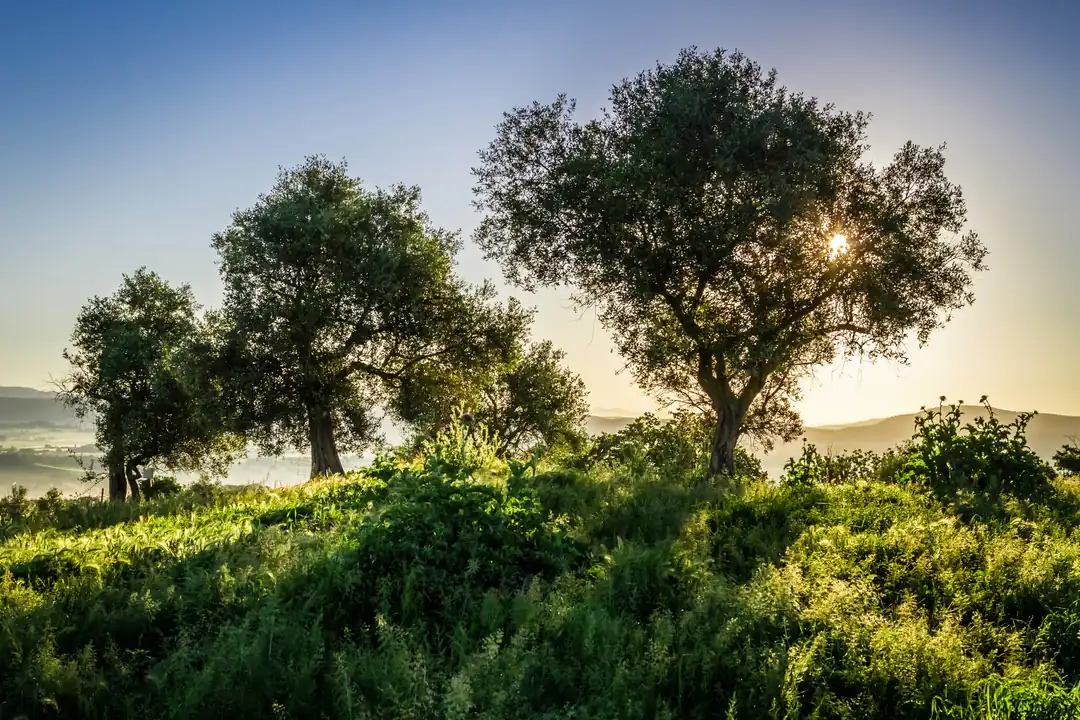 Harmora Zeytinlik Sabah Sisi