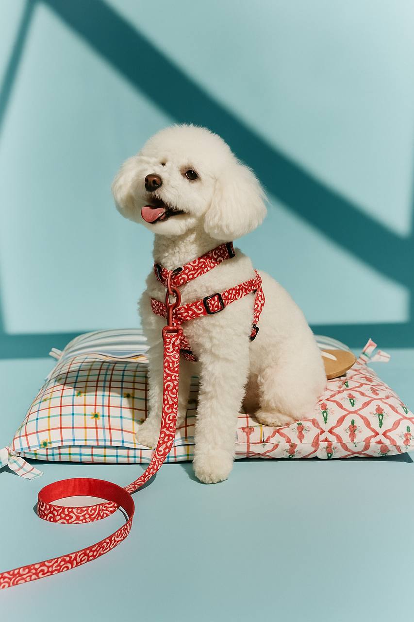 Köpekler için setler