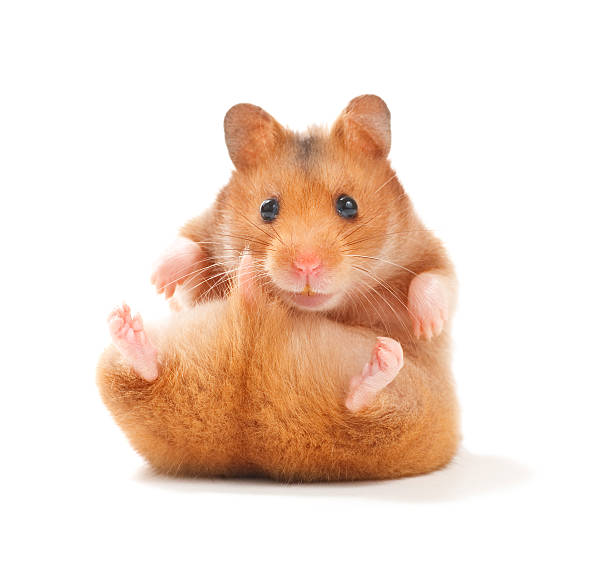 Hamster Malzemeleri - Minik Hamster'ınız için en güvenli kafesler, besleyici yemler ve eğlenceli koşu tekerlekleri. Hamster malzemelerinde aradığınız tüm ürünler burada, hemen sipariş verin!