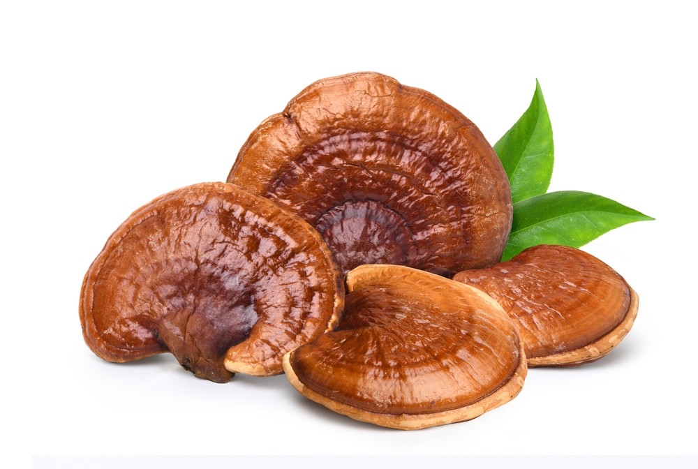 Reishi Mantarı