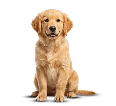 Banner Görseli