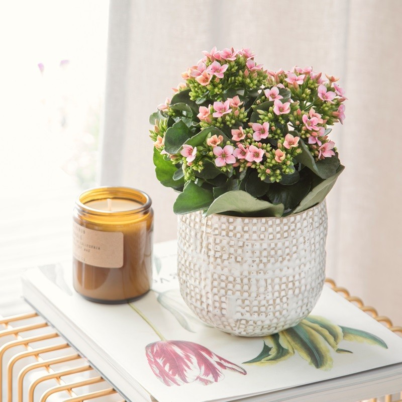 Queen® kalanchoe