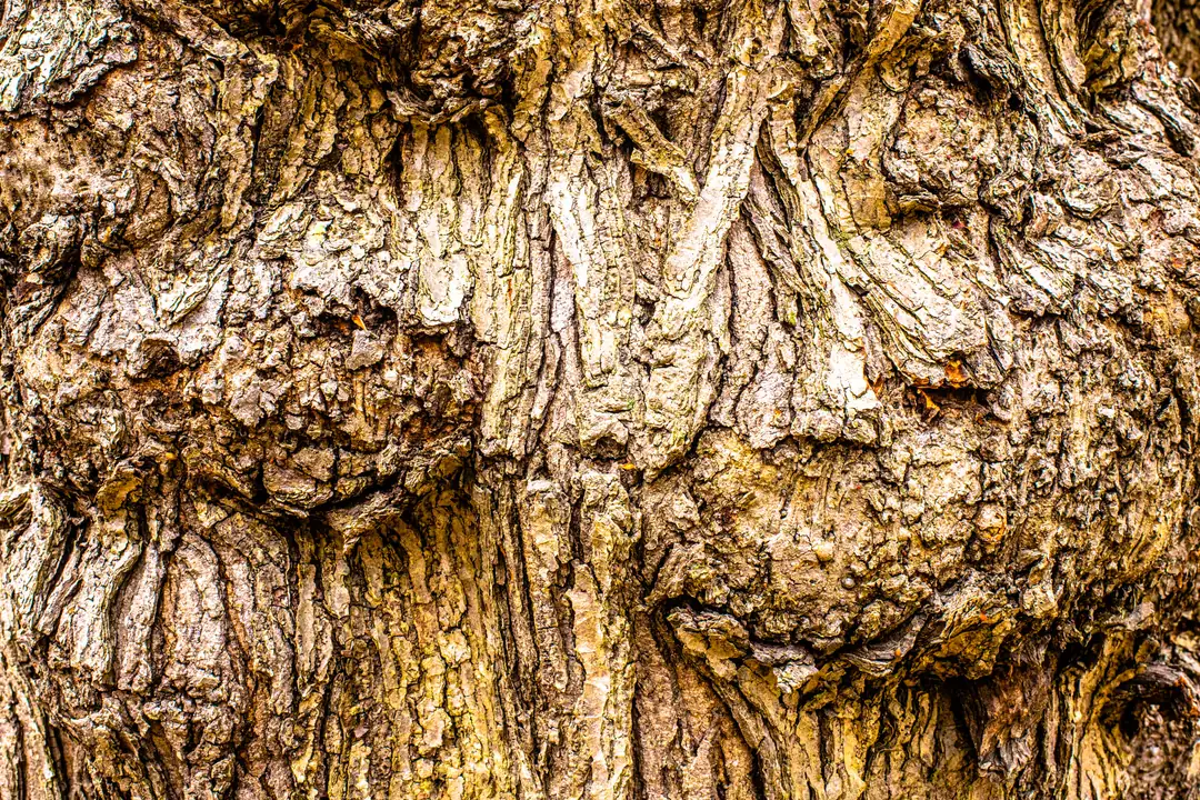 Zeytin Ağacı Gövdesi ve Tarih