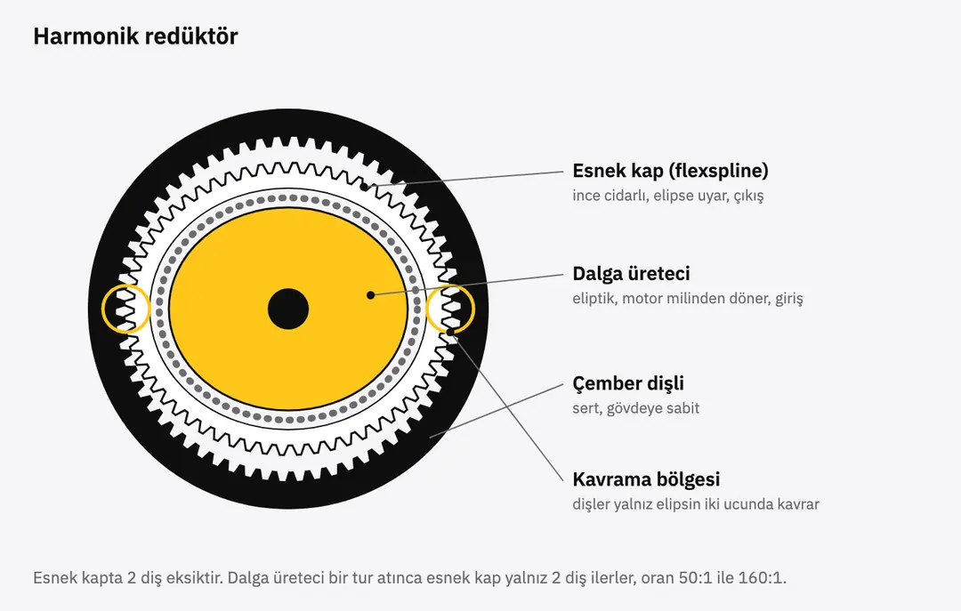 Dalga üreteci, esnek kap ve çember dişliden oluşan harmonik redüktör şeması