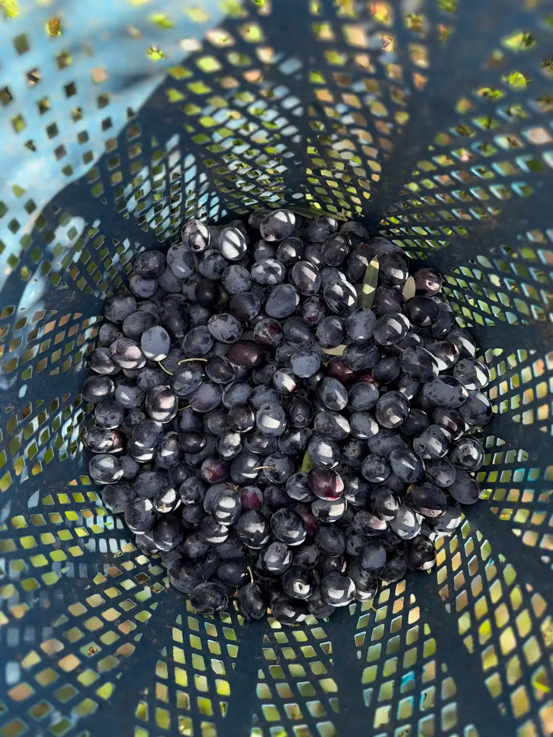 Soğuk Sıkım Zeytinyağı