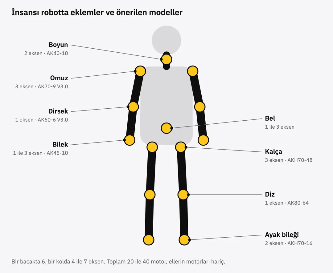 İnsansı robotta eklemlerin yerleri, eksen sayıları ve önerilen CubeMars modelleri