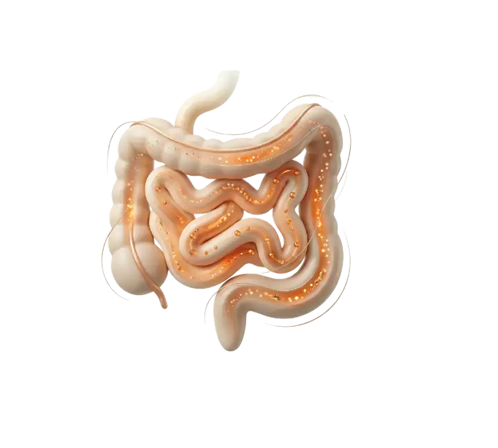 Bağırsak Emilim İkonu