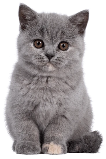 Kedi Ürünleri - En kaliteli Kedi ve Kedi malzemeleri için doğru yerdesiniz. Dostunuzun tüm ihtiyaçlarını en uygun fiyatlarla keşfedin. Kedi için en iyisini seçin!