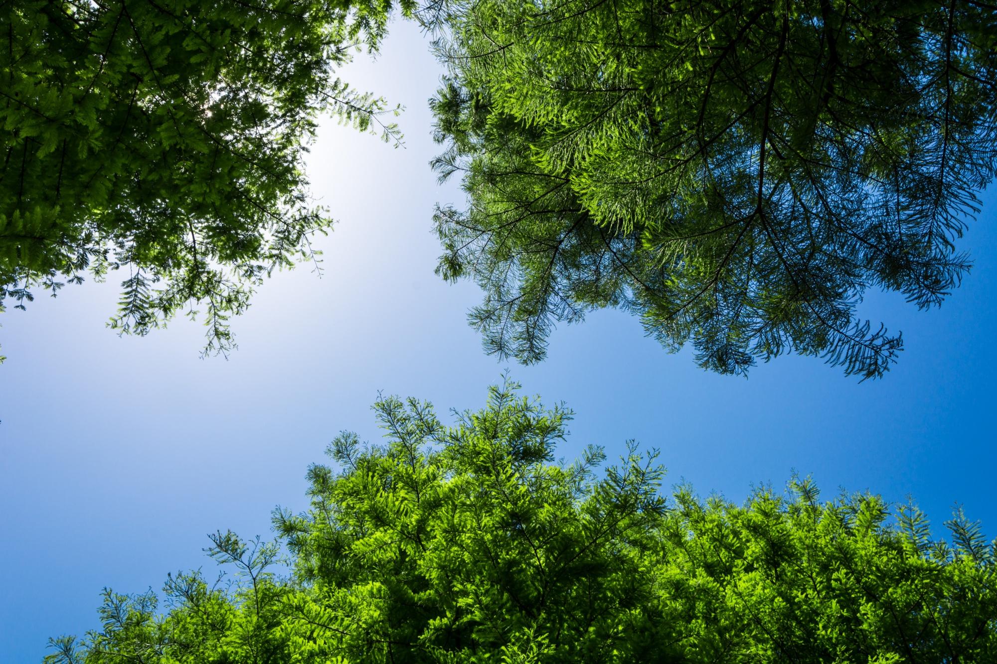 Parallax BG