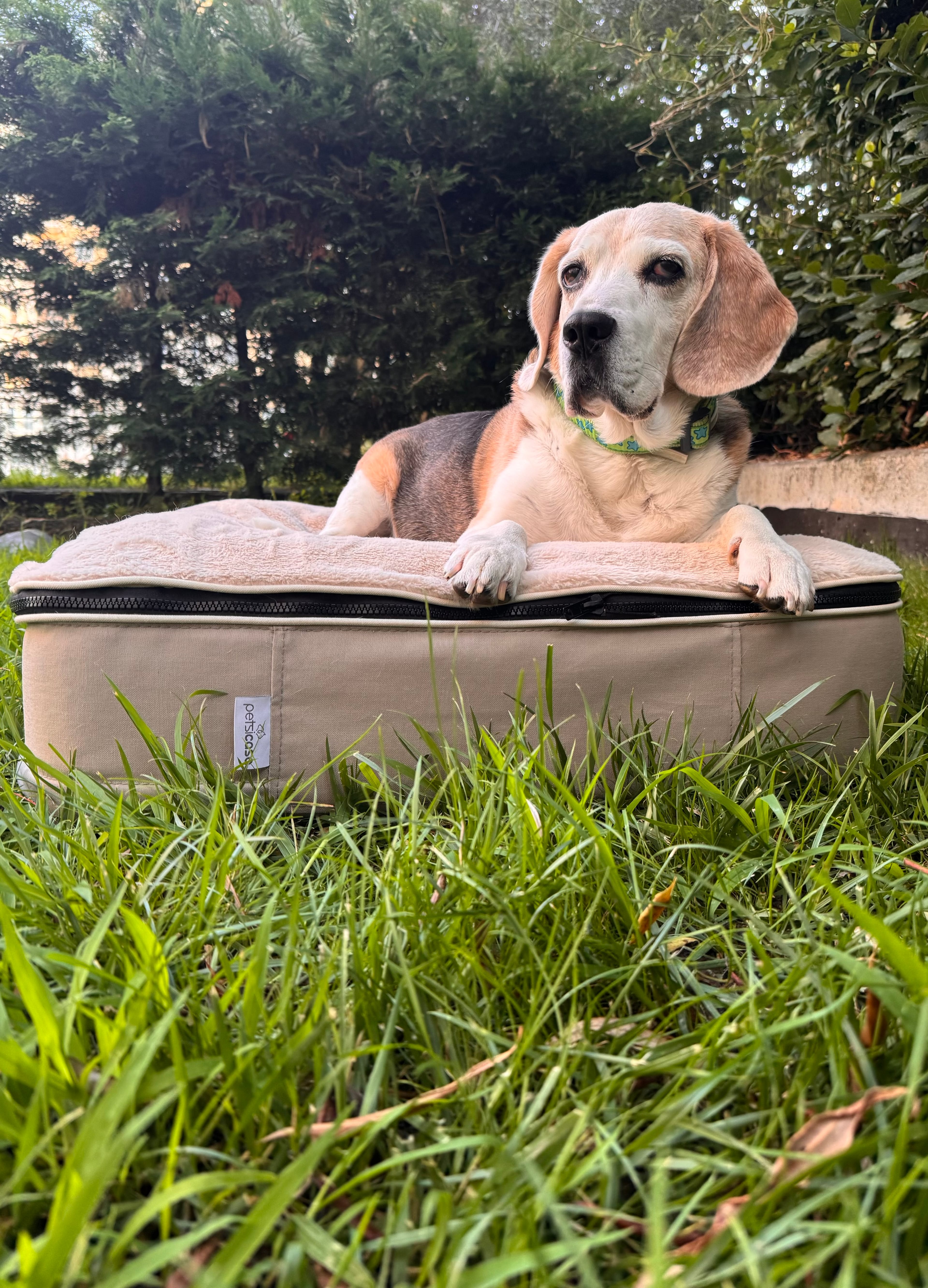 Zippy Köpek Yatağı