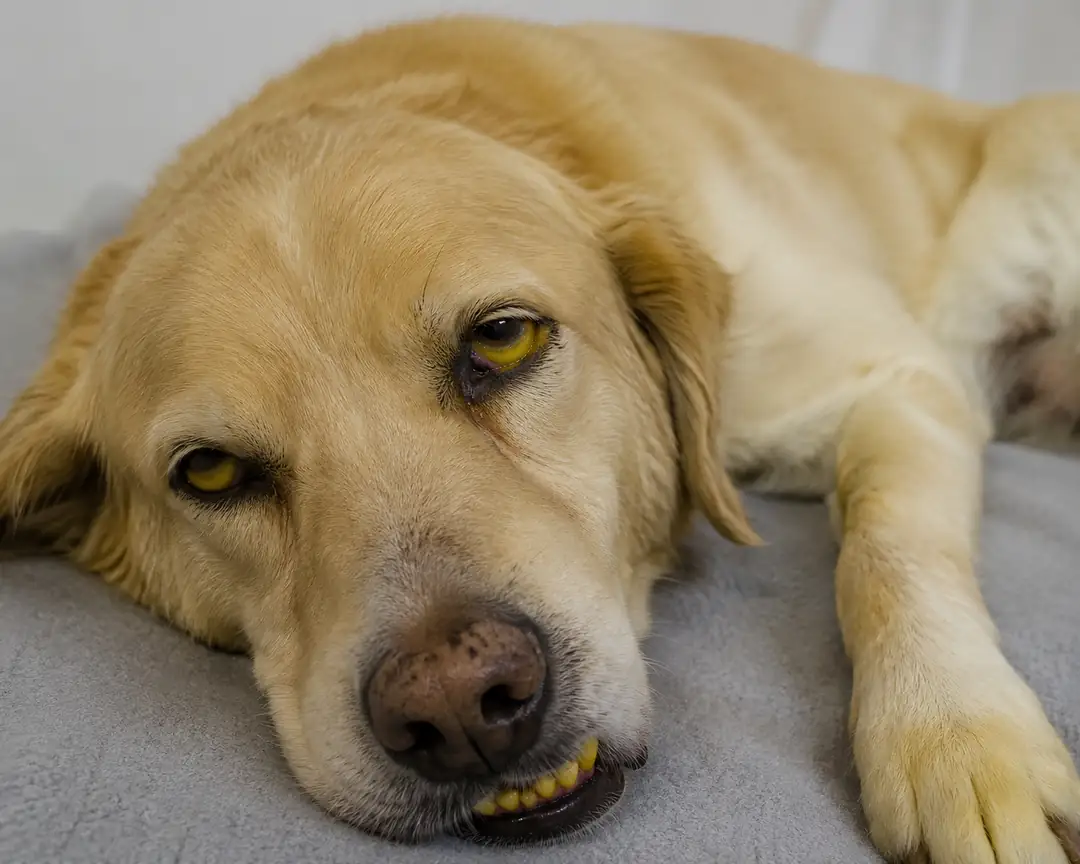 Köpeklerde karaciğer hastalıkları ve beslenme