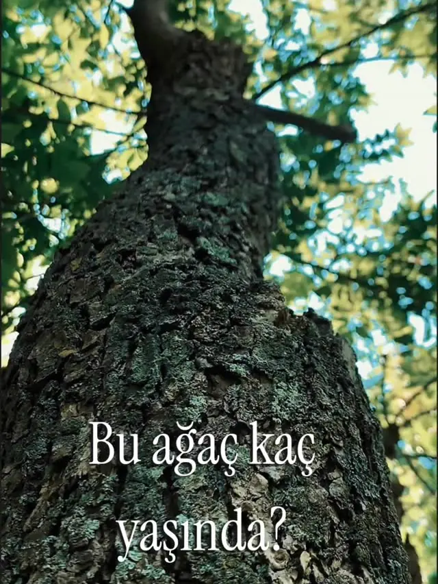 Aşağıdan görüntülenen yaşlı ceviz ağacı