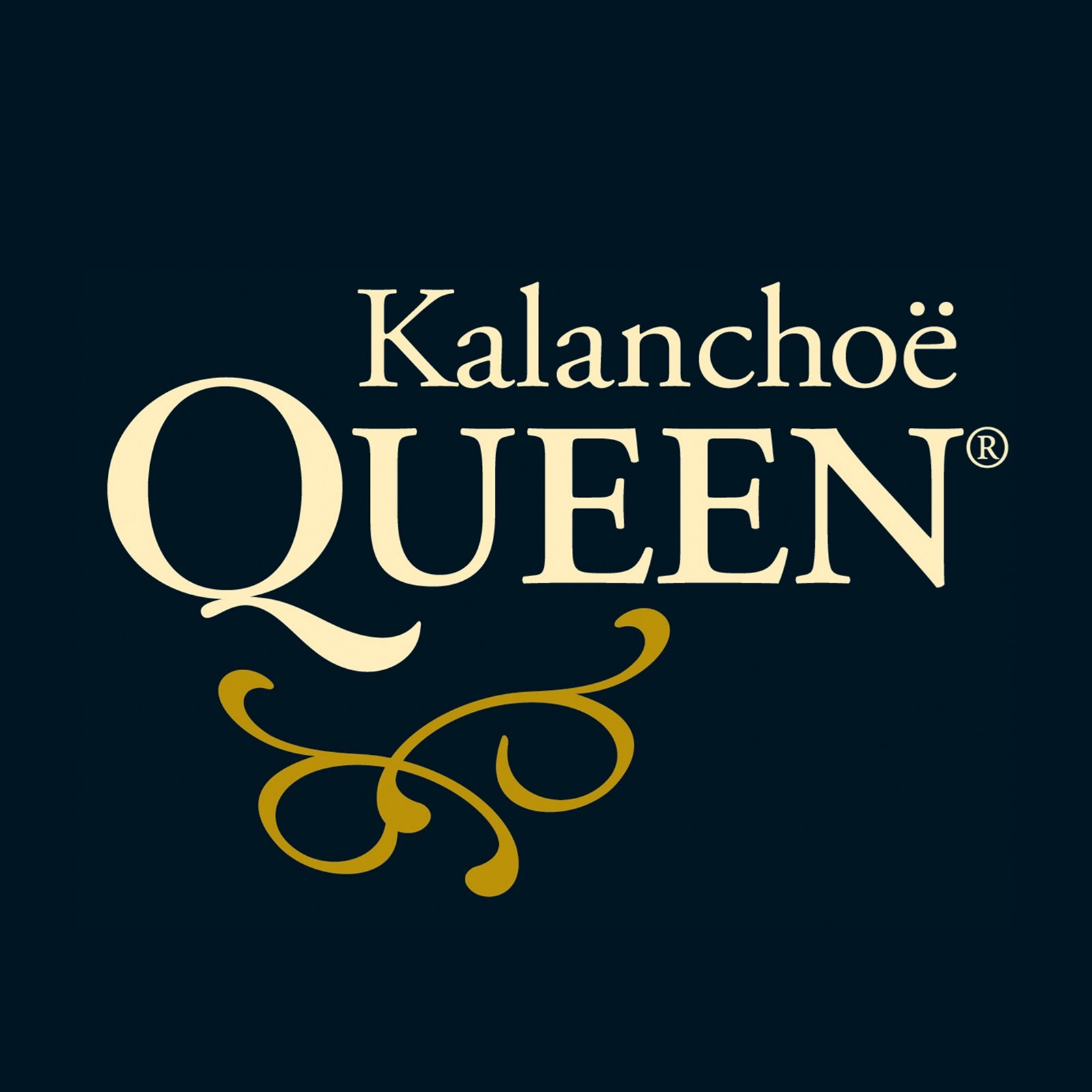 1994: Queen® Kalanchoe