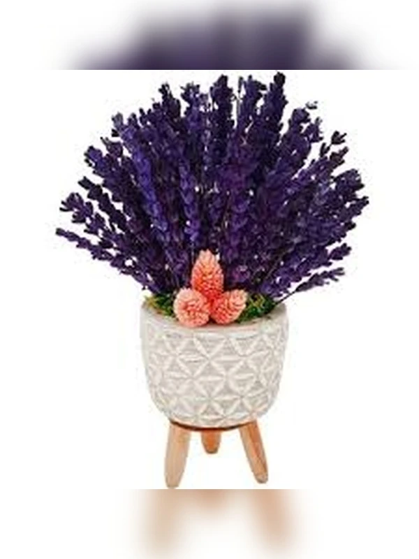 Sedat TULUM / Esse Bahçe