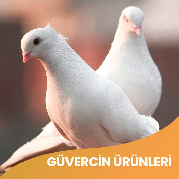 Güvercin Ürünleri