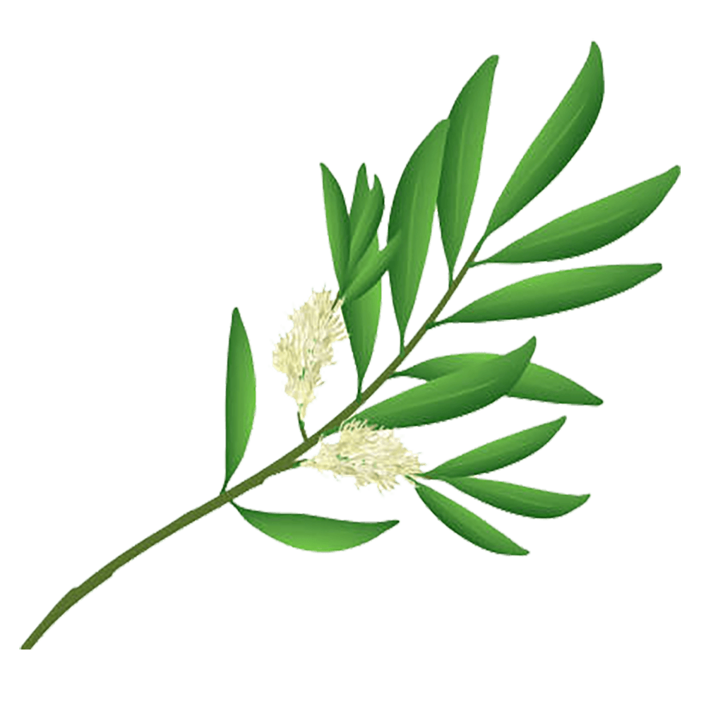 Çay Ağacı Yağı