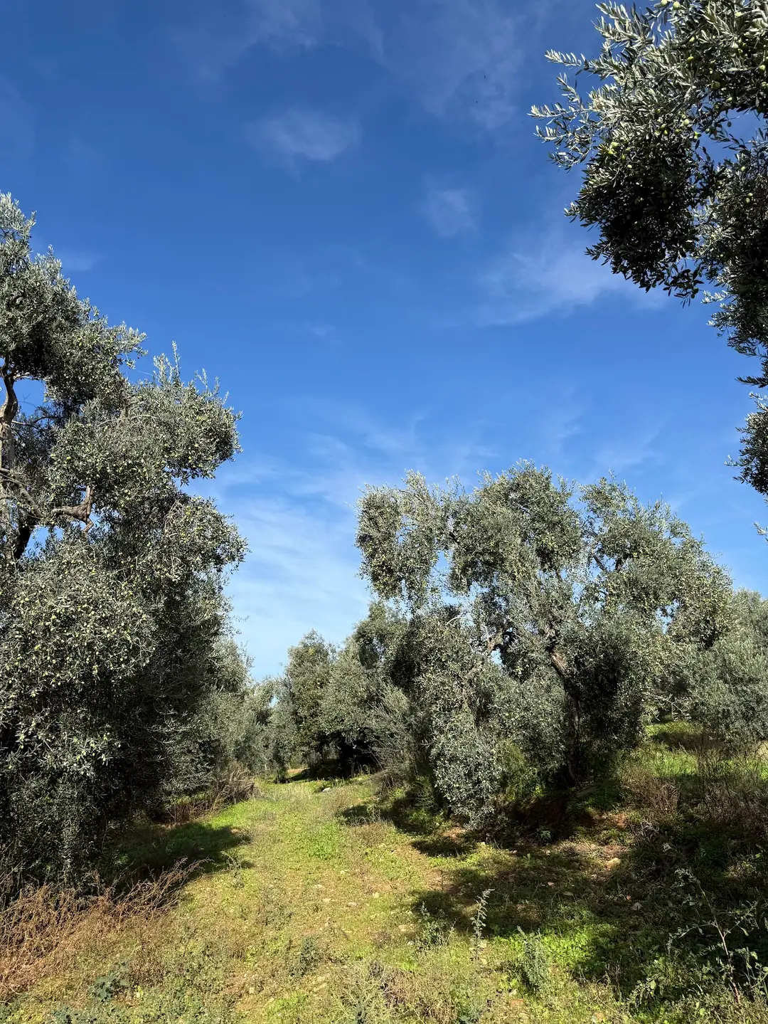 Harmora Zeytin Bahçeleri